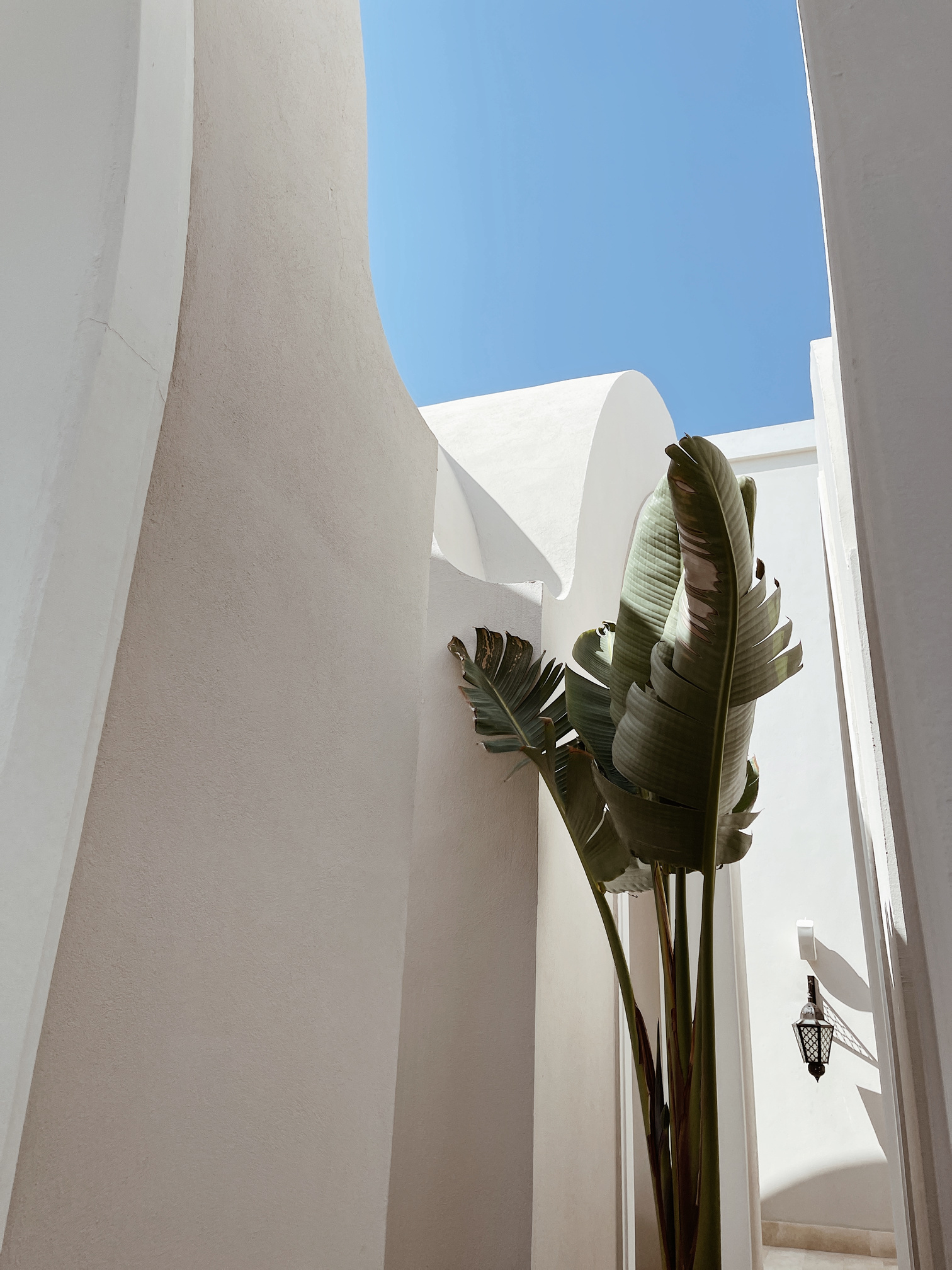 Tropical Palm Tree near Beige House Outdoors 